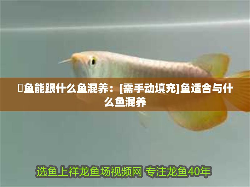 魟魚能跟什么魚混養(yǎng)：[需手動填充]魚適合與什么魚混養(yǎng)