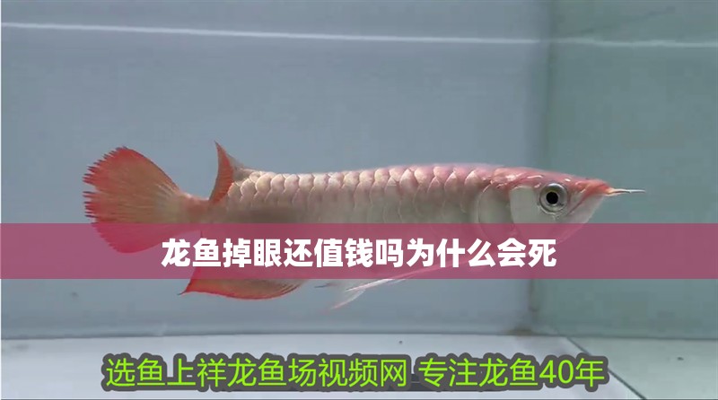 龍魚掉眼還值錢嗎為什么會死
