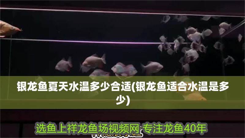 銀龍魚夏天水溫多少合適(銀龍魚適合水溫是多少)