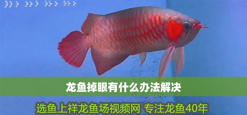龍魚掉眼有什么辦法解決