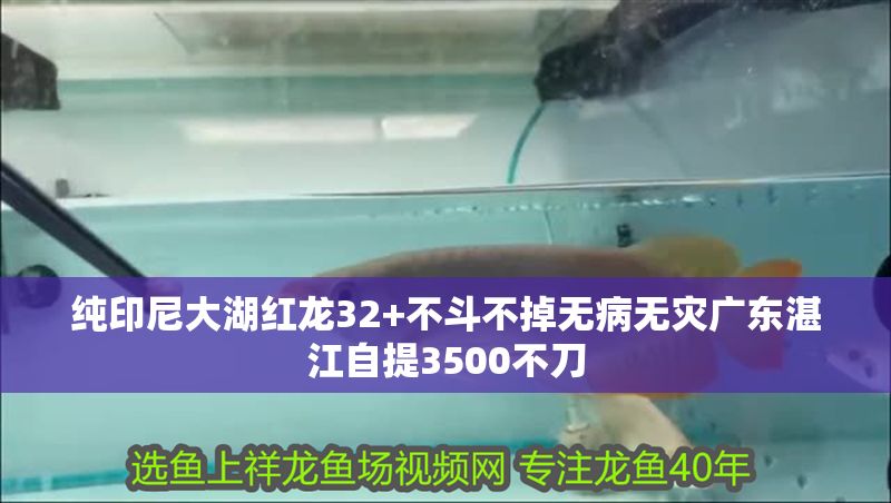 純印尼大湖紅龍32+不斗不掉無病無災廣東湛江自提3500不刀