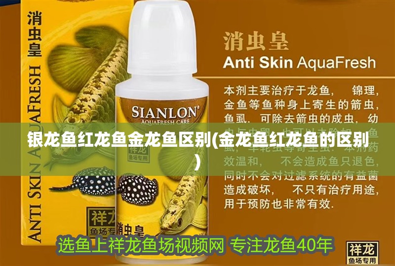 銀龍魚紅龍魚金龍魚區別(金龍魚紅龍魚的區別)