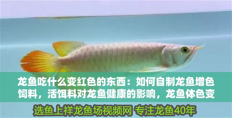 龍魚吃什么變紅色的東西：如何自制龍魚增色飼料，活餌料對龍魚健康的影響，龍魚體色變化的科學原理