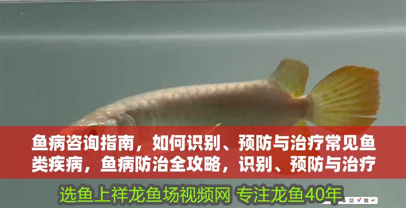 魚病咨詢指南，如何識別、預(yù)防與治療常見魚類疾病，魚病防治全攻略，識別、預(yù)防與治療常見魚類疾病指南