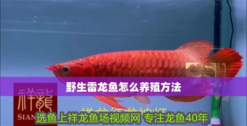 野生雷龍魚怎么養殖方法 野生雷龍魚怎么養殖方法 龍魚百科 第3張
