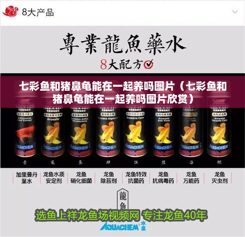 七彩魚和豬鼻龜能在一起養嗎圖片（七彩魚和豬鼻龜能在一起養嗎圖片欣賞）