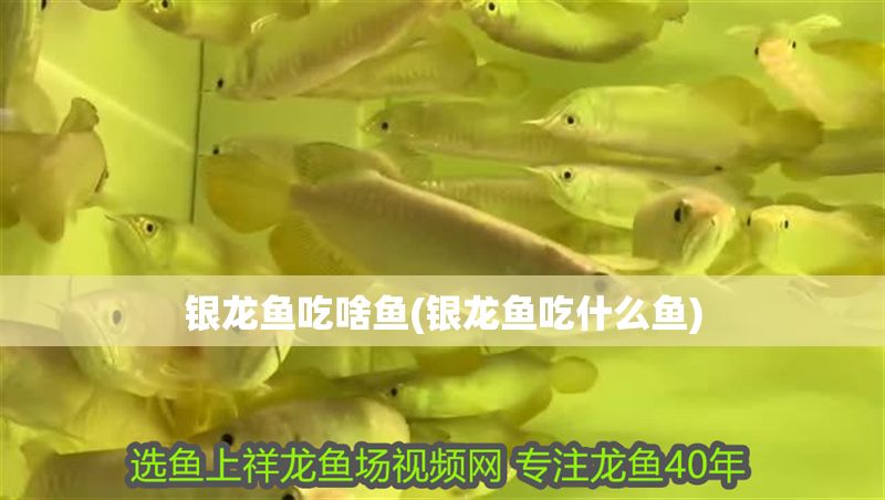 銀龍魚吃啥魚(銀龍魚吃什么魚)