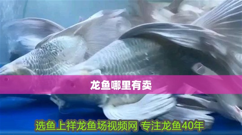 龍魚哪里有賣