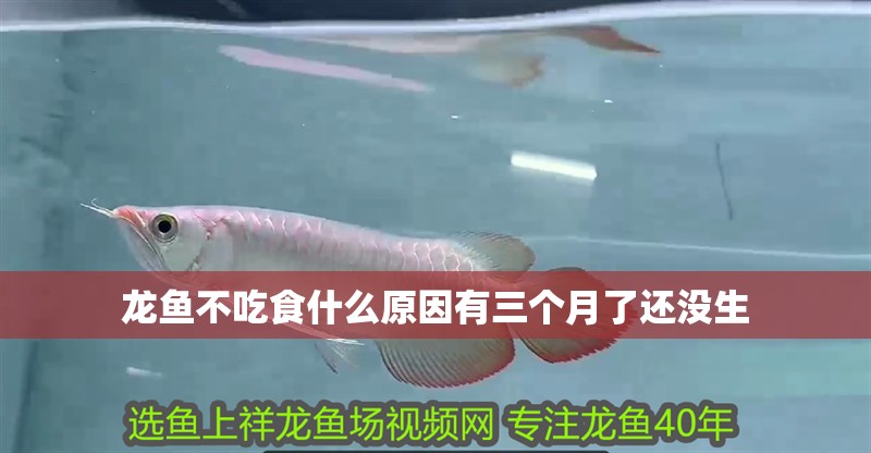 龍魚不吃食什么原因有三個月了還沒生