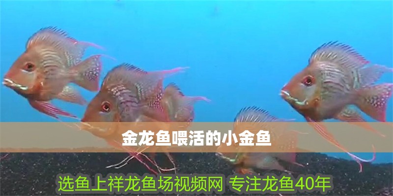 金龍魚(yú)喂活的小金魚(yú)