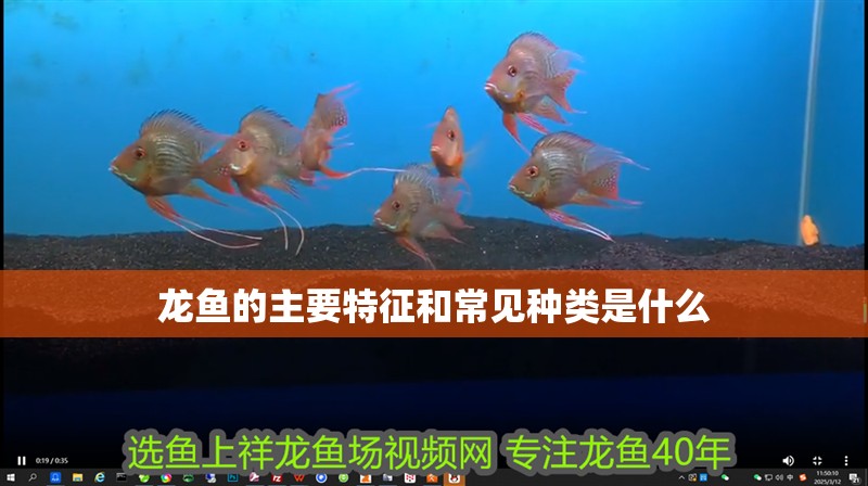 龍魚(yú)的主要特征和常見(jiàn)種類(lèi)是什么