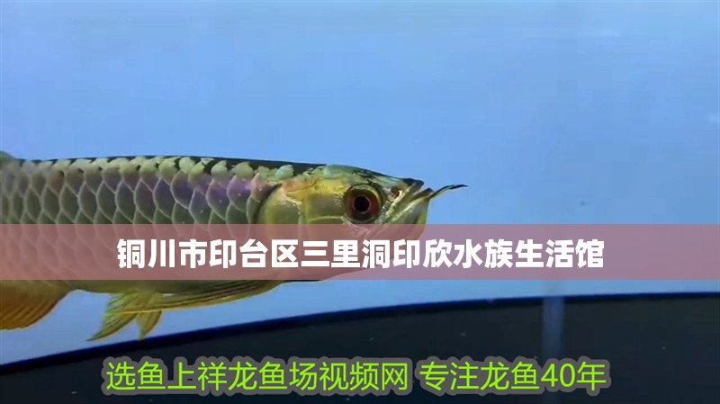 銅川市印臺區三里洞印欣水族生活館