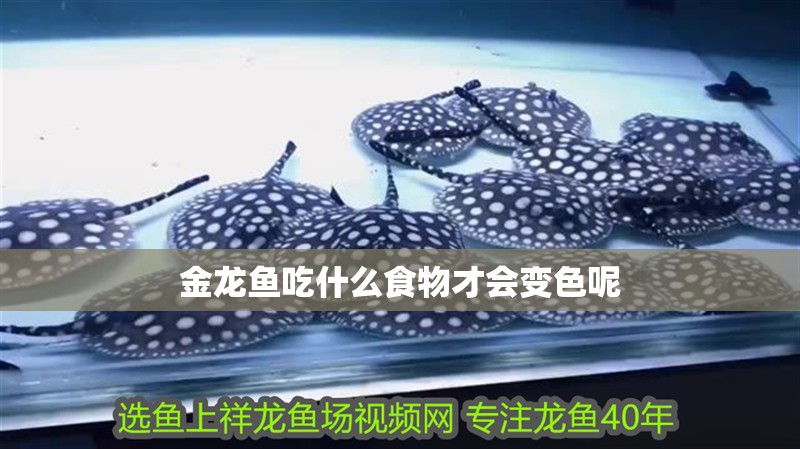 金龍魚吃什么食物才會變色呢