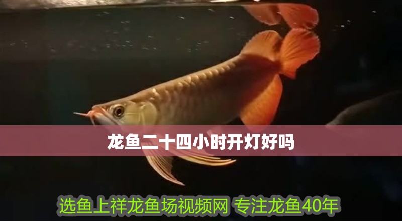 龍魚二十四小時開燈好嗎