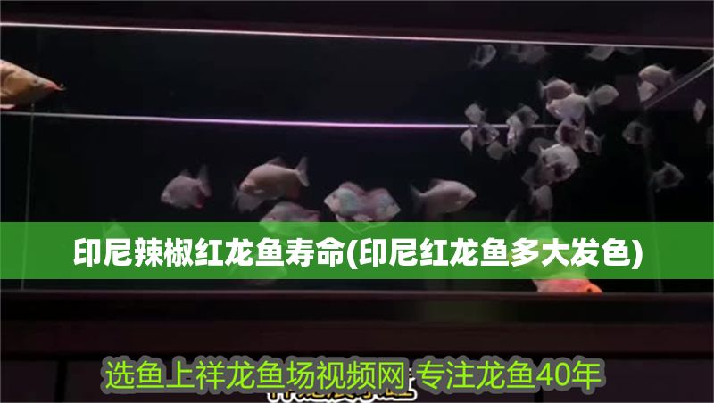 印尼辣椒紅龍魚壽命(印尼紅龍魚多大發(fā)色) 印尼辣椒紅龍魚壽命(印尼紅龍魚多大發(fā)色) 紅龍魚百科 第1張