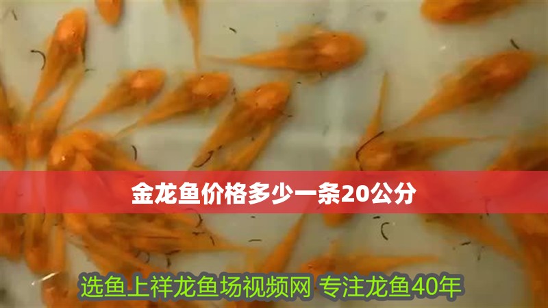 金龍魚價格多少一條20公分