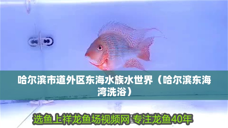 哈爾濱市道外區東海水族水世界（哈爾濱東海灣洗浴）