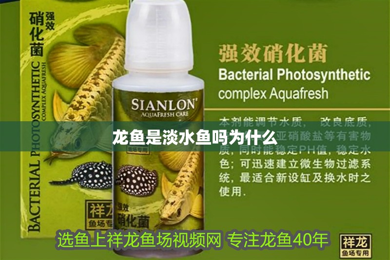 龍魚是淡水魚嗎為什么