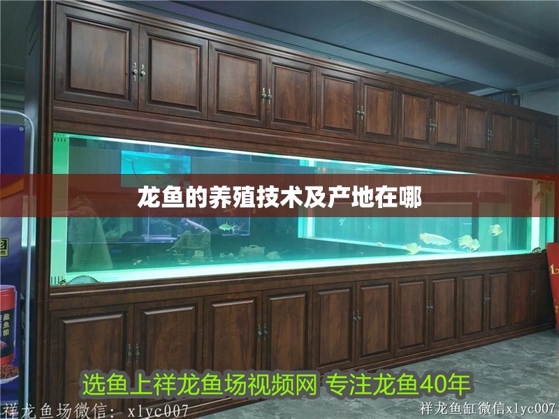 龍魚的養殖技術及產地在哪