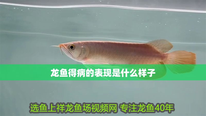 龍魚得病的表現(xiàn)是什么樣子