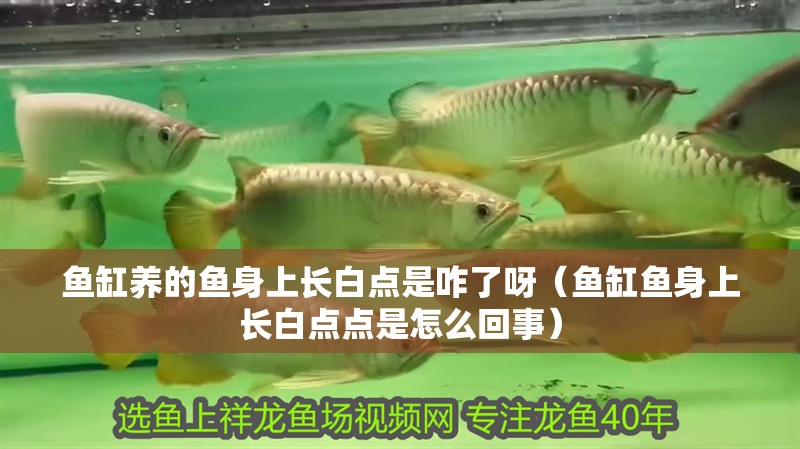 魚缸養的魚身上長白點是咋了呀（魚缸魚身上長白點點是怎么回事）