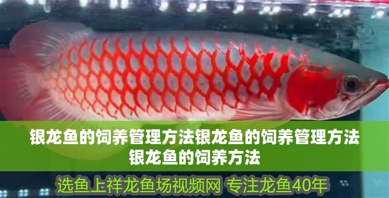 銀龍魚的飼養管理方法銀龍魚的飼養管理方法銀龍魚的飼養方法