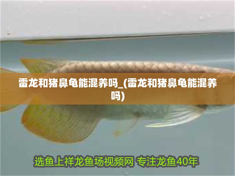 雷龍和豬鼻龜能混養嗎_(雷龍和豬鼻龜能混養嗎)