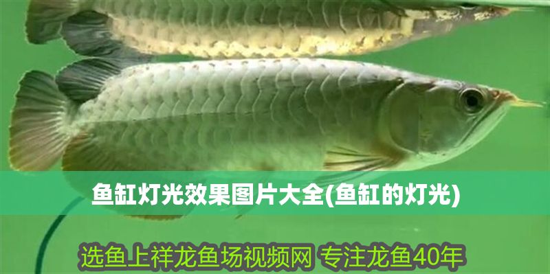 魚缸燈光效果圖片大全(魚缸的燈光)
