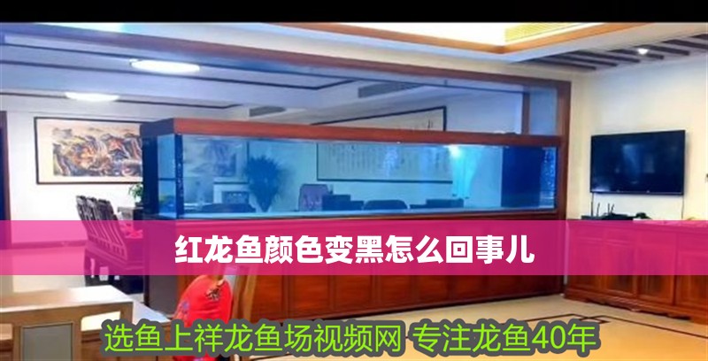 紅龍魚顏色變黑怎么回事兒