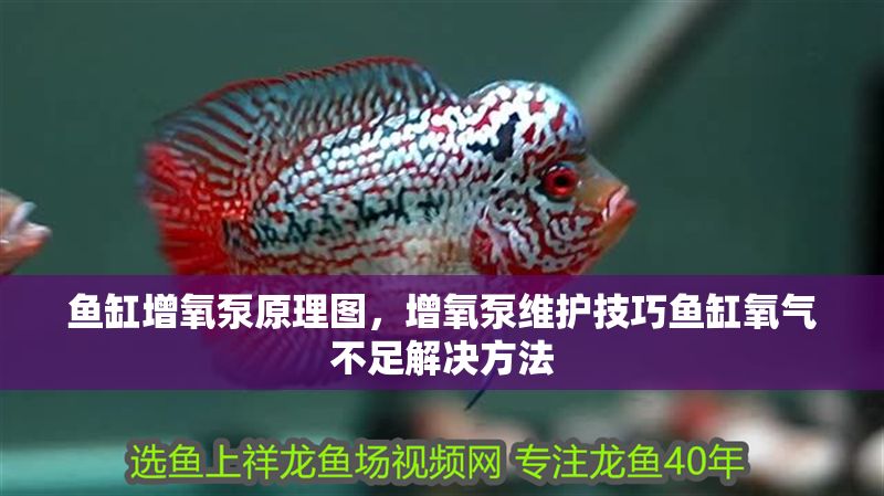 魚缸增氧泵原理圖，增氧泵維護技巧魚缸氧氣不足解決方法