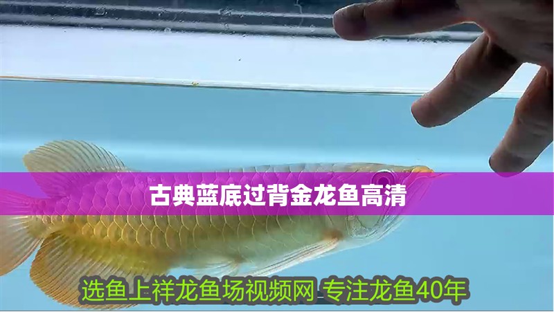 古典藍底過背金龍魚高清