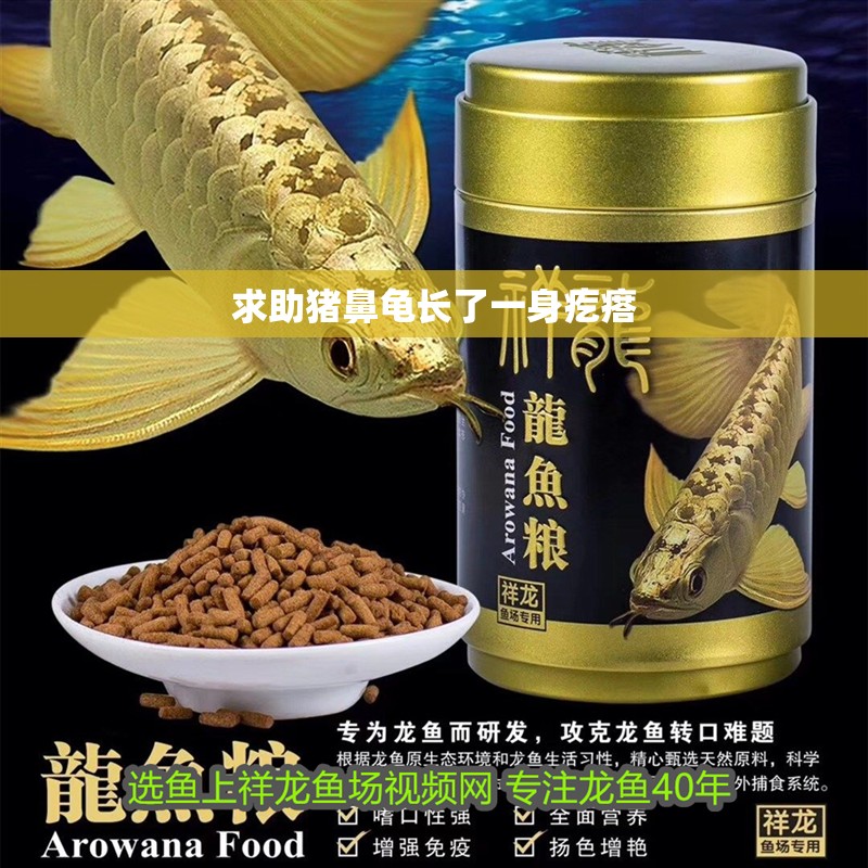 求助豬鼻龜長了一身疙瘩