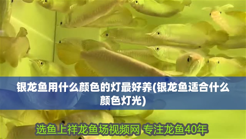 銀龍魚用什么顏色的燈最好養(銀龍魚適合什么顏色燈光)