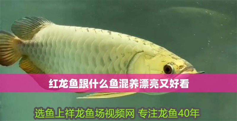 紅龍魚跟什么魚混養漂亮又好看