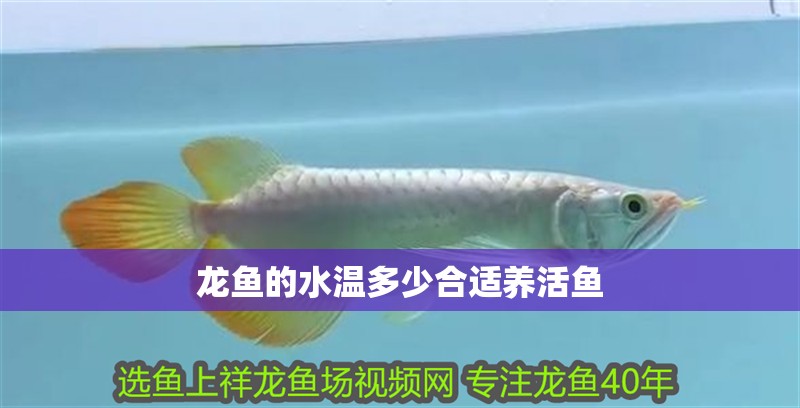 龍魚的水溫多少合適養活魚