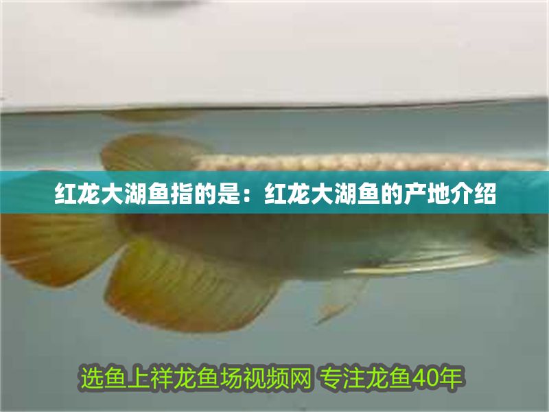 紅龍大湖魚指的是：紅龍大湖魚的產(chǎn)地介紹