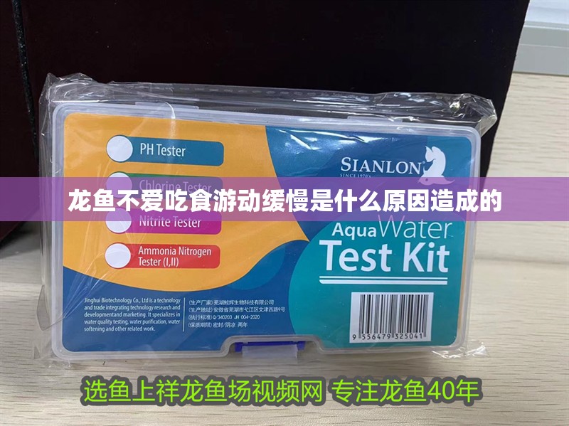 龍魚不愛吃食游動緩慢是什么原因造成的