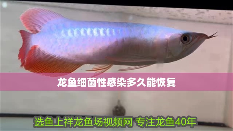 龍魚細菌性感染多久能恢復