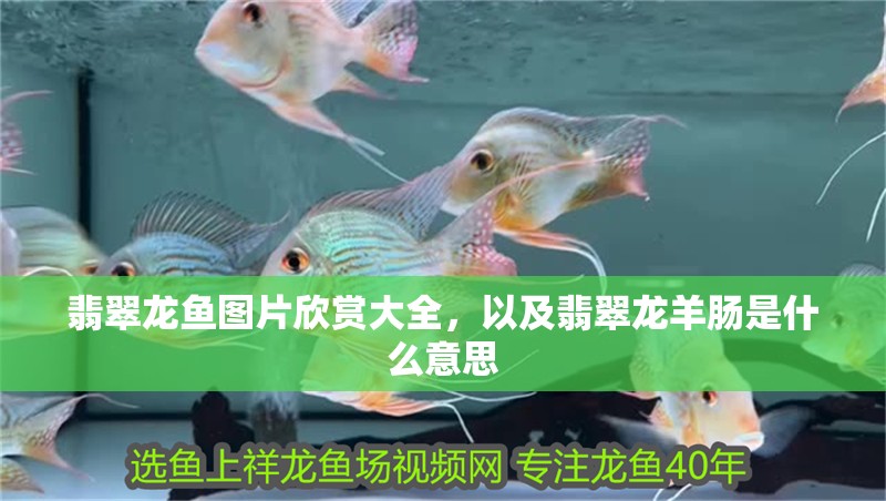 翡翠龍魚圖片欣賞大全，以及翡翠龍羊腸是什么意思