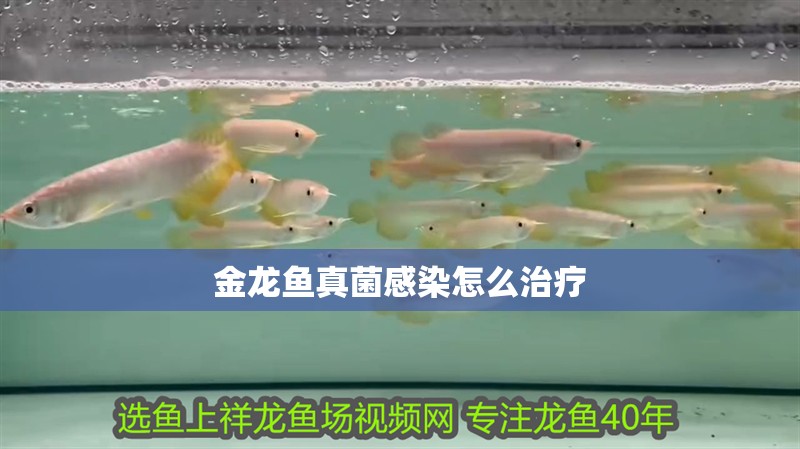 金龍魚真菌感染怎么治療