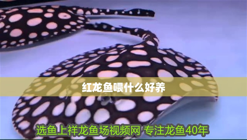 紅龍魚喂什么好養 紅龍魚喂什么好養 龍魚百科 第2張