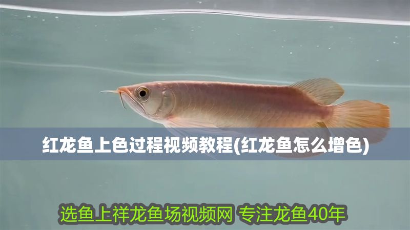 紅龍魚上色過(guò)程視頻教程(紅龍魚怎么增色)