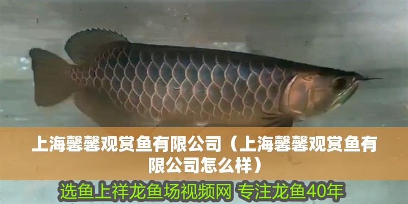 上海馨馨觀賞魚有限公司（上海馨馨觀賞魚有限公司怎么樣）