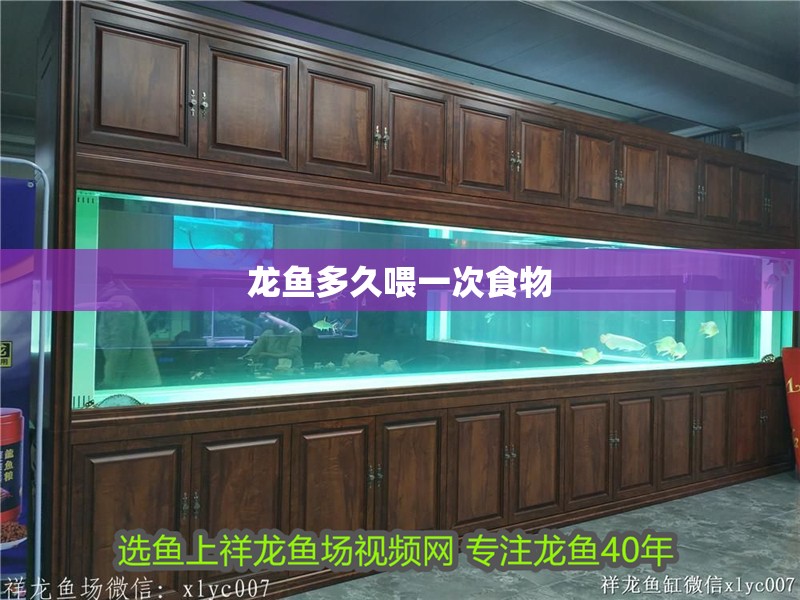 龍魚多久喂一次食物