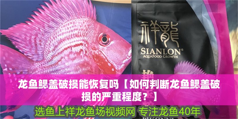 龍魚鰓蓋破損能恢復嗎【如何判斷龍魚鰓蓋破損的嚴重程度？】