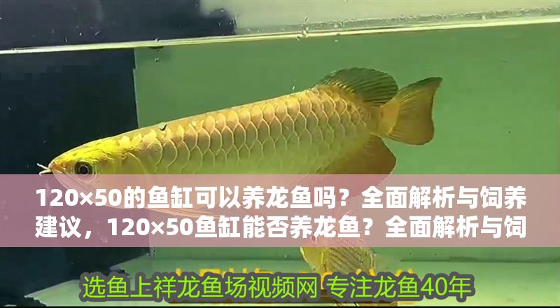 120×50的魚缸可以養龍魚嗎？全面解析與飼養建議，120×50魚缸能否養龍魚？全面解析與飼養建議