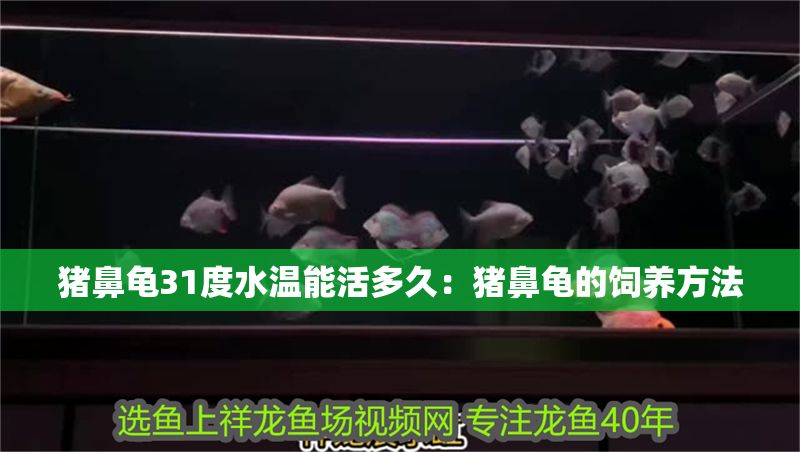 過背金龍魚挑選：如何從眾多過背金龍魚中挑選出健康、優質的個體