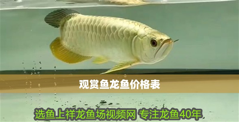 觀賞魚龍魚價格表