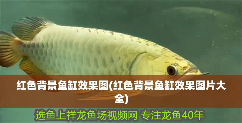 紅色背景魚缸效果圖(紅色背景魚缸效果圖片大全)