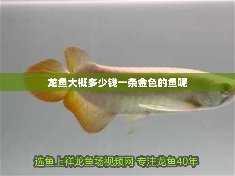 龍魚大概多少錢一條金色的魚呢